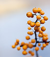[Gold and slate] - autumn, yellow, berries, lake, bokeh, smooth